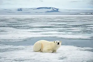 Nanook Prints: DDE-90034239