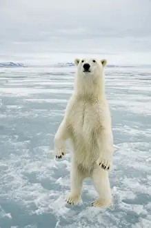 Nanook Prints: DDE-90034240