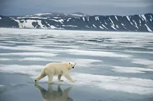 Nanook Prints: DDE-90034241