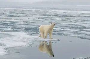 Nanook Prints: DDE-90034242