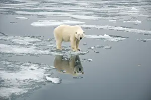Nanook Prints: DDE-90034244