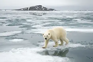 Nanook Prints: DDE-90034245