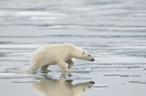 Nanook Prints: DDE-90034246