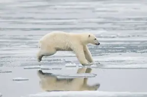 Nanook Prints: DDE-90034247
