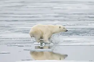 Nanook Prints: DDE-90034248