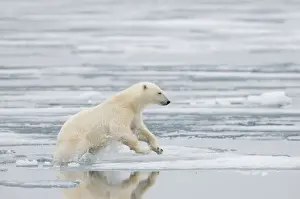 Nanook Prints: DDE-90034249