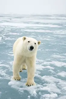 Nanook Prints: DDE-90034252