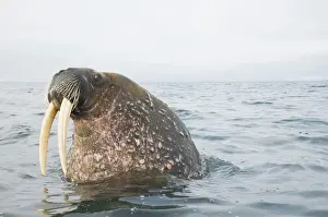 Biology Prints: DDE-90034256