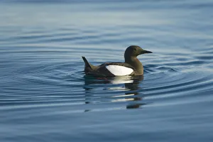 Guillemot Collection: DDE-90034294