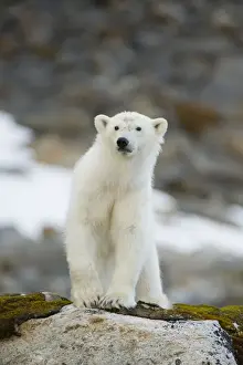 Nanook Prints: DDE-90034296