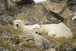 Nanook Prints: DDE-90034298