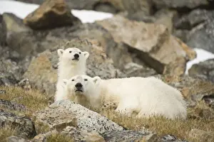 Nanook Prints: DDE-90034299