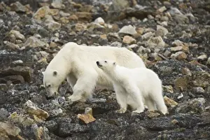Nanook Prints: DDE-90034300