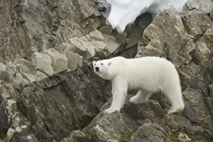 Nanook Prints: DDE-90034301