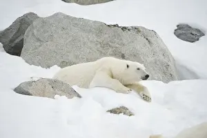Nanook Prints: DDE-90034305