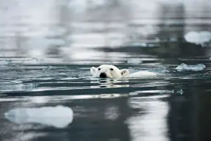 Nanook Prints: DDE-90034306