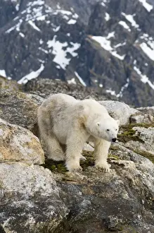 Nanook Prints: DDE-90034309