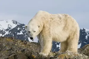 Nanook Prints: DDE-90034310