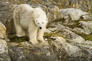 Nanook Prints: DDE-90034313