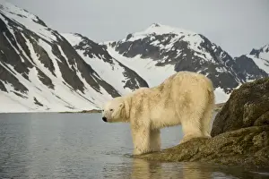 Nanook Prints: DDE-90034314