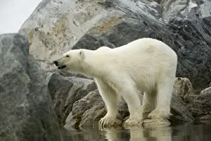 Nanook Prints: DDE-90034320