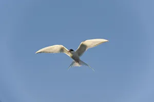 Hovering Collection: DDE-90034331