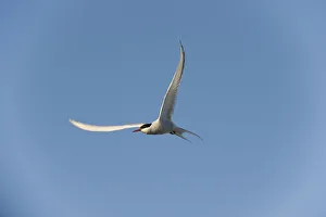 Hovering Collection: DDE-90034332