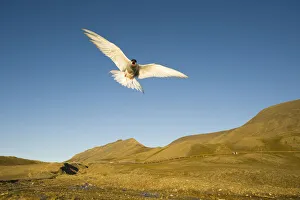 Hovering Collection: DDE-90034333