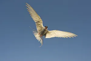 Hovering Collection: DDE-90034334