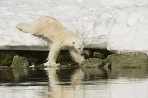 Nanook Prints: DDE-90034353