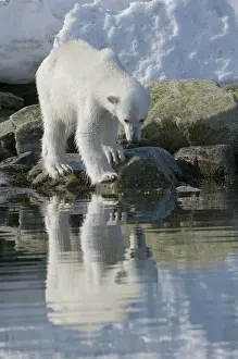 Nanook Prints: DDE-90034358