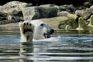 Nanook Prints: DDE-90034359