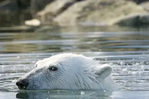 Nanook Prints: DDE-90034360