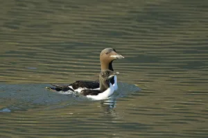 Guillemot Collection: DDE-90034364