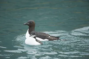 Guillemot Collection: DDE-90034365