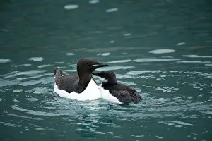 Guillemot Collection: DDE-90034366