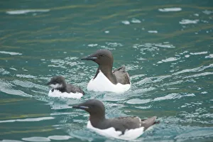 Guillemot Collection: DDE-90034367