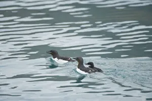 Guillemot Collection: DDE-90034368