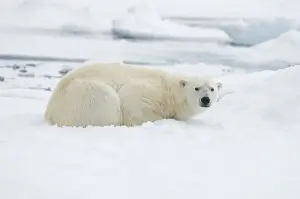 Nanook Prints: DDE-90034384