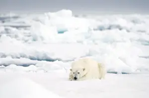 Nanook Prints: DDE-90034385