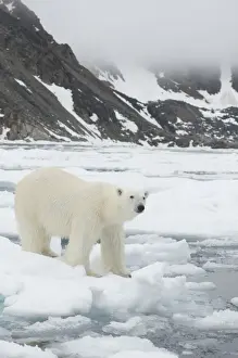 Nanook Prints: DDE-90034390
