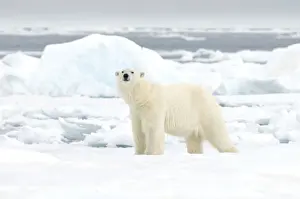 Nanook Prints: DDE-90034391