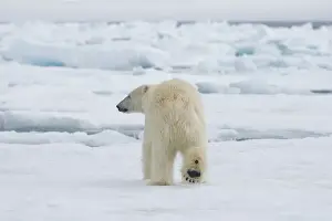 Nanook Prints: DDE-90034392