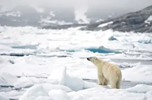 Nanook Prints: DDE-90034393