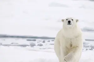 Nanook Prints: DDE-90034401