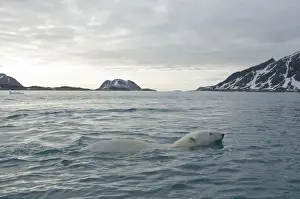 Nanook Prints: DDE-90034402