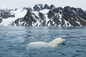 Nanook Prints: DDE-90034403