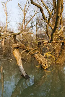 Flooding Prints: DDE-90034694