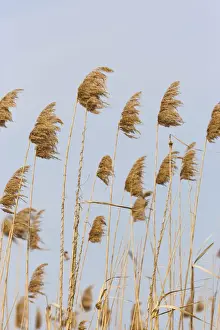 Wind Prints: DDE-90034697
