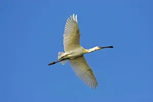 Spoonbill Prints: DDE-90034698